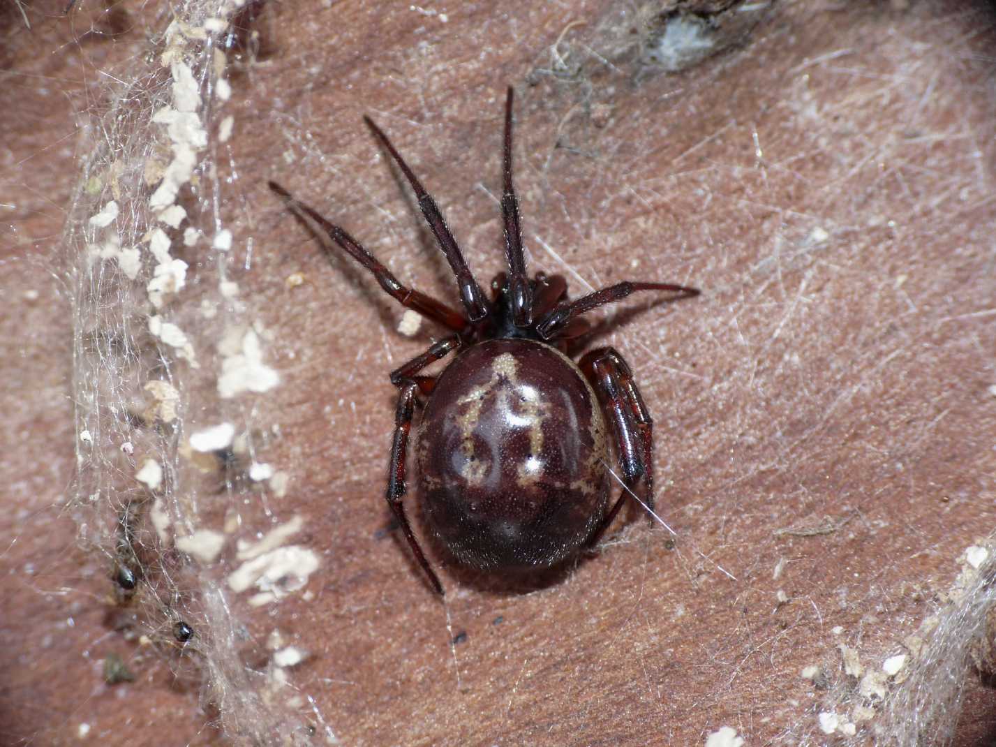 I fiocchetti bianchi della Steatoda nobilis